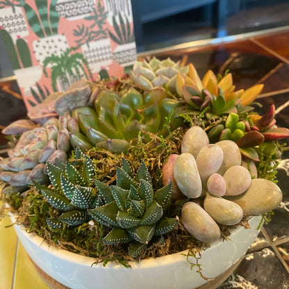 designer succulent arrangements Veronica Succulent Arrangement