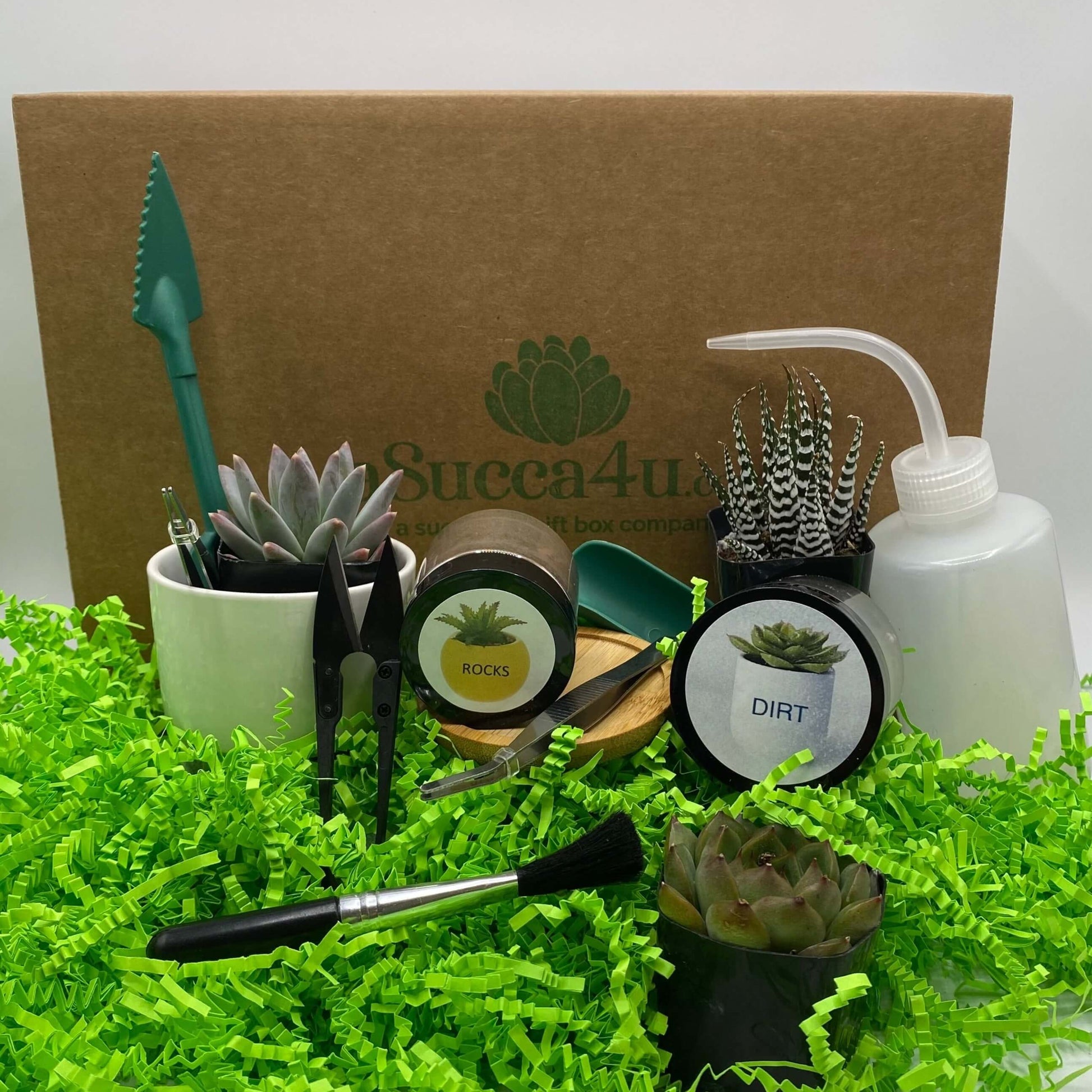 succulent plant gift box