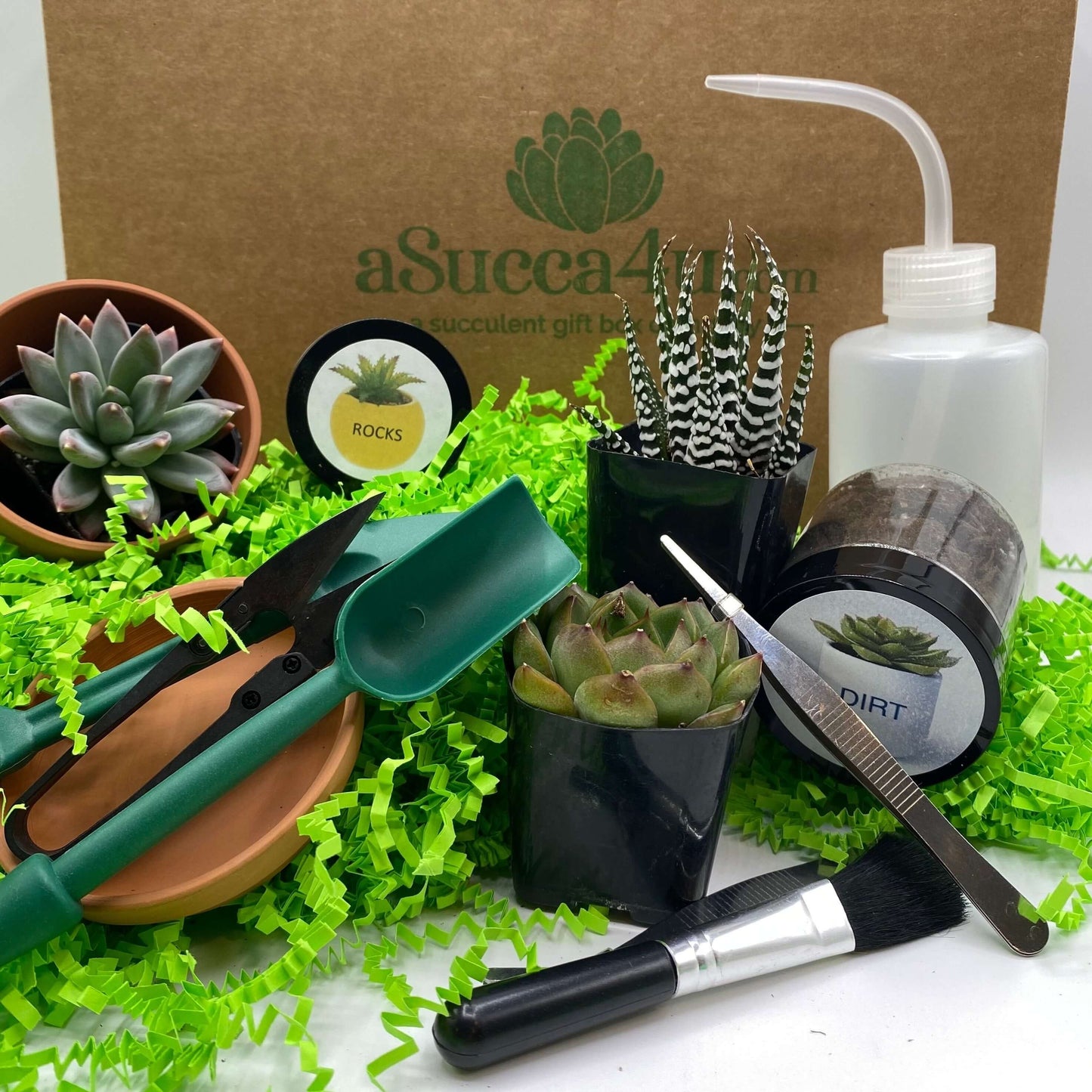 succulent plant kit