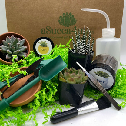 succulent planting kits Succulent Kit Gift